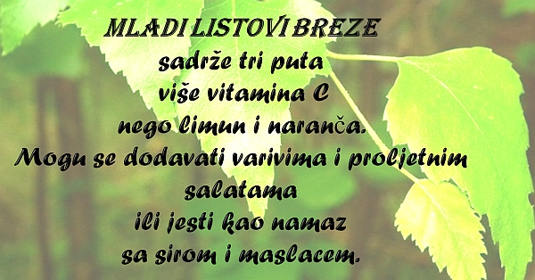 breza izreka
