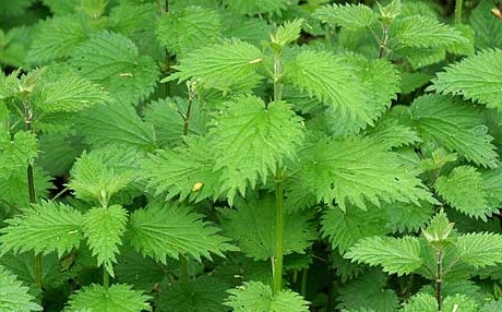 kopriva