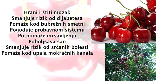visnja