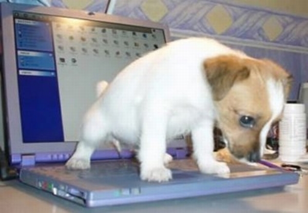 puppy laptop pee