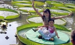 Victoria-amazonica-2