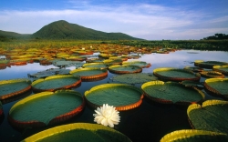 Victoria-amazonica