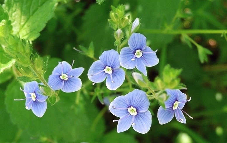 cestoslavica