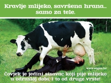 mlijeko krava