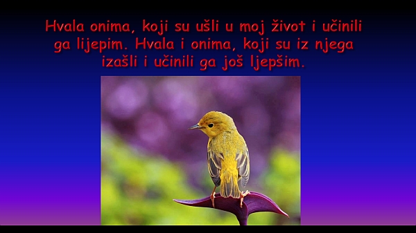 hvala-pticica.jpg