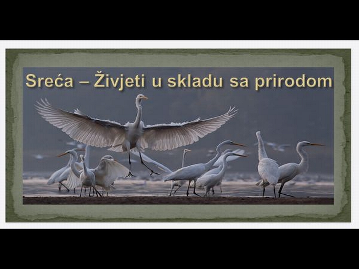 ptice-sreca.jpg