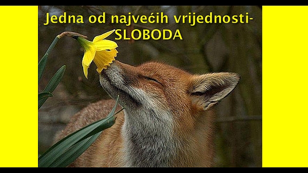 vuk-sloboda